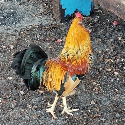 Mark Ross - Twitter Profile Picture of Mark Ross (@MarkInBalance2) on Twitter