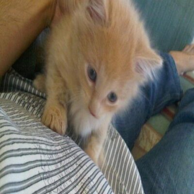 Profile Picture of Pedro A Rascon (@peramo85) on Twitter