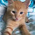 Jaryd Wesley Hurst - Instagram Profile Picture of Jaryd Wesley Hurst (@instinct_drama) on Instagram