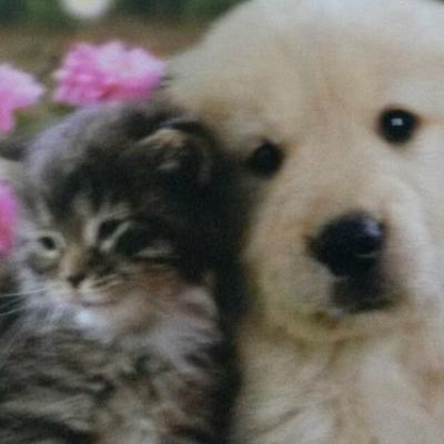 Profile Picture of Nora Angeles Paz (@AngelesNorapaz4) on Twitter