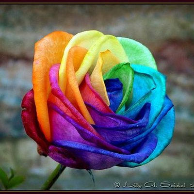 Profile Picture of Salome Salinas Tapia (@Salo_ZaynMalik) on Twitter