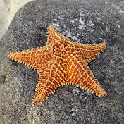 Profile Picture of Chris Skelton (@chrisskelton5423) on Youtube