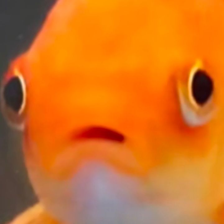 Profile Picture of Nicholas Sforza (@nicholassforza7) on Tiktok