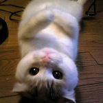 Profile Picture of Guillermo Alvarez (@guillermoraalv) on Flickr