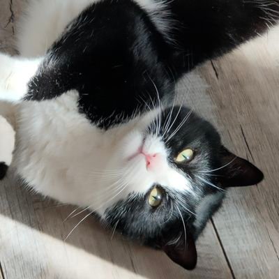 Profile Picture of Lausecker Celine (@CelineLausecker) on Twitter