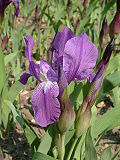 Profile Picture of Iris aphyllaon Wikipedia