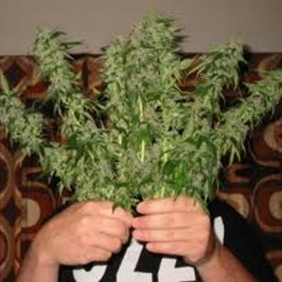 Profile Picture of Nicholas Barratt (@nicholasbarratt) on Twitter