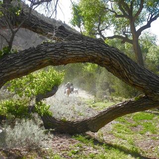 Profile Picture of Blue River Cowbelles (@bluerivercowbelles) on Instagram