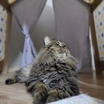 Profile Picture of Pitosh Home (@pitoshhome) on Instagram