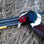 Profile Picture of Rick Acker (@roughridergamebirds) on Instagram