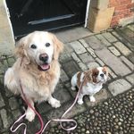 Profile Picture of Amanda Pharoah (@amandapharoah) on Instagram