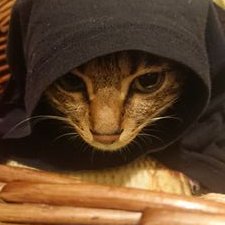 Profile Picture of Fion Lau (@FionLau11) on Twitter