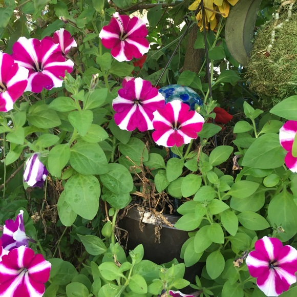 Profile Picture of Kellie Vanderwende (@larry_smol) on Poshmark