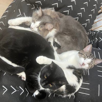 andrewnordmeier96 - Tiktok Profile Picture of andrewnordmeier96 (@andrewnordmeier96) on Tiktok