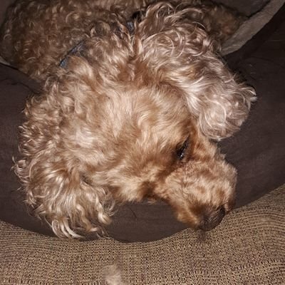 Profile Picture of Carol Kessler (@carol7fold) on Twitter