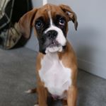 Profile Picture of Brian 🐾 (@boxerdogbrian) on Instagram