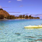 Profile Picture of Reta (@retareed1) on Youtube