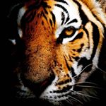 Profile Picture of Teofilo Perez (@adrian.perez.3979) on Instagram