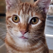 Profile Picture of Cathy Allen (@cathyallen4822) on Youtube