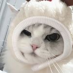 Profile Picture of Cathy Yip (@qq_cwc) on Instagram