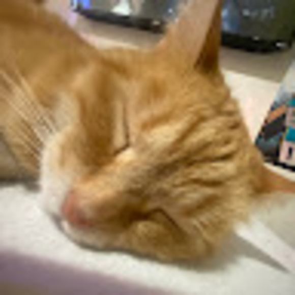 Profile Picture of Hailie Schwingen (@haybs) on Poshmark