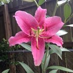 Profile Picture of Christine Quailes Phillips (@christine.q.phillips) on Instagram