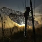 Profile Picture of Barbara Parent (@barbara.parent.374) on Facebook