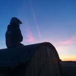 Profile Picture of Daniel Bock (@dbsimson) on Instagram