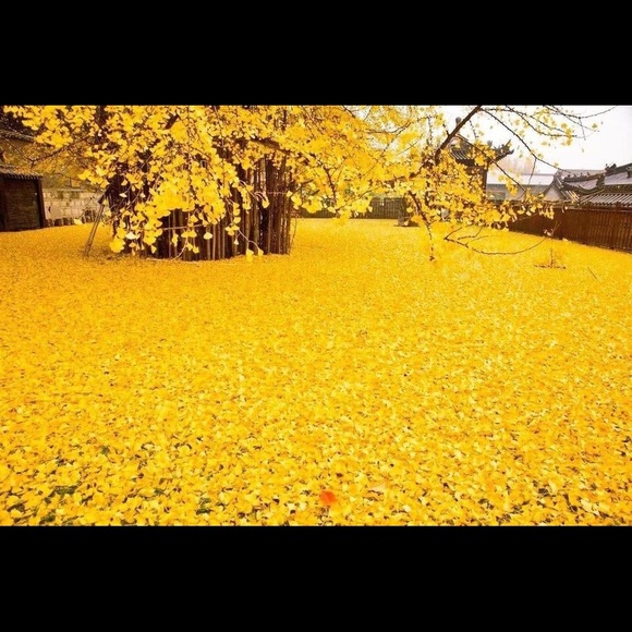 Profile Picture of Xxx Xxx (@emh54) on Poshmark