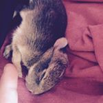 Profile Picture of Owen perry (@foxlover1826) on Instagram