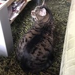 Profile Picture of Jerry The Ragdoll and Muffin (@muffins__life) on Instagram