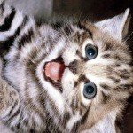 Profile Picture of NorthCrawley (@wigley3jimhd) on Instagram