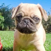 Profile Picture of Michele Dufour (@micheledufour3325) on Youtube