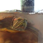 Profile Picture of LARRY🐢🐢🐢 (@larry._.turtle) on Instagram