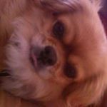 Profile Picture of Lori Garcia (@lorilofton) on Instagram