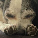 Profile Picture of Orion Smirl (@orion_smirl) on Instagram