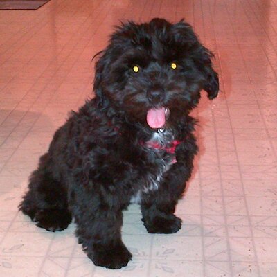 Profile Picture of Bob Swain (@TerminatorTyson) on Twitter