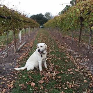 Profile Picture of Gordon Sorrells (@gordonsorrells) on Instagram