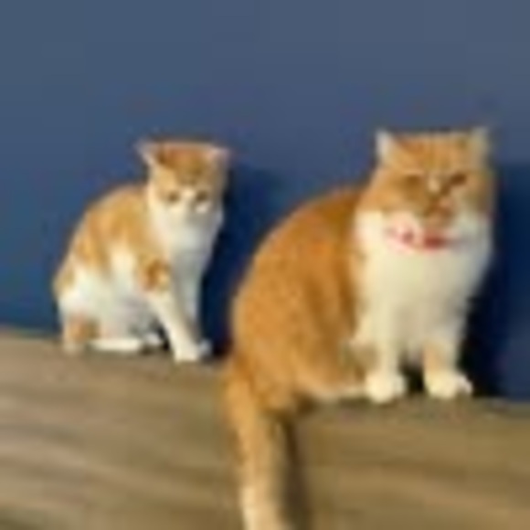 Profile Picture of Xi ao jiao gao Gao (@583617634) on Poshmark