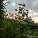 Profile Picture of Jay Evers (@humble_growth) on Instagram