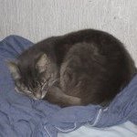 Profile Picture of Lourdes Amora-Lazcano (@lourdesamora) on Instagram