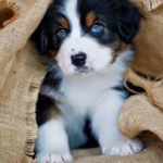 Profile Picture of jose melendez (@jose409303) on Instagram