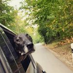 Profile Picture of Alexander Gabel (@0711guns_food_dogs) on Instagram