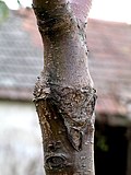 Profile Picture of Grafting - Wikipedia, the free encyclopediaon Wikipedia