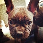 Profile Picture of George Tobar (@tobargt) on Instagram