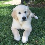 Profile Picture of Lucy (@lucy_durso) on Instagram