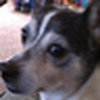 Profile Picture of tommy coffman (@camcpt) on Flickr