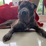 Profile Picture of Hank Harrison Hayes (@hank_thebullpei) on Instagram