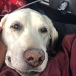 Profile Picture of Pearl Howard (@pearlygirlyy) on Instagram