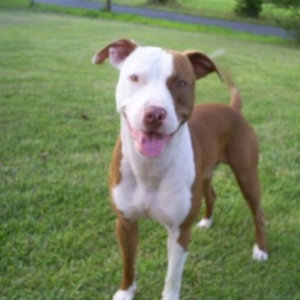 Profile Picture of Charles Orndorff (@mikevick_qb) on Myspace
